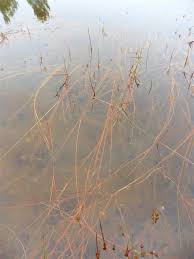 Attēlu rezultāti vaicājumam “Juncus bulbosus”