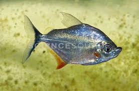 Image result for Prestatyn Piranhas