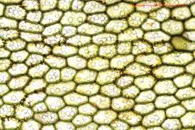 Attēlu rezultāti vaicājumam “Jungermannia subulata”