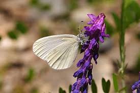 Attēlu rezultāti vaicājumam “Leptidea sinapis underside”