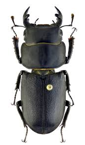 Attēlu rezultāti vaicājumam “Dorcus parallelopipedus”