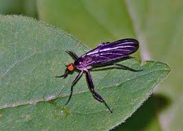 Attēlu rezultāti vaicājumam “Empididae”