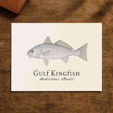 Image result for Menticirrhus littoralis