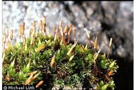 Attēlu rezultāti vaicājumam “Encalypta”