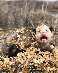 Attēlu rezultāti vaicājumam “Gloiodon strigosus”