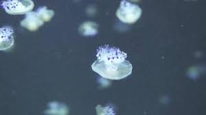 Image result for Phacellophora camtschatica