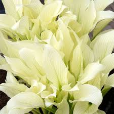 Image result for Hosta White Feather