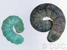 Attēlu rezultāti vaicājumam “Orthosia larvae”