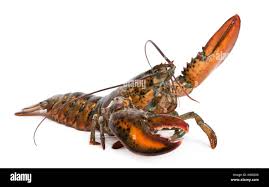 Image result for Homarus americanus