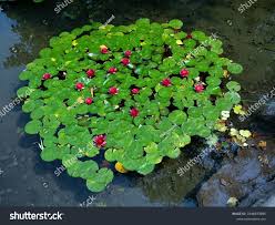 Attēlu rezultāti vaicājumam “Nymphaeaceae”