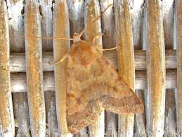 Attēlu rezultāti vaicājumam “Agrochola helvola”