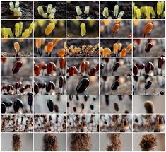 Attēlu rezultāti vaicājumam “Comatricha alta spores”