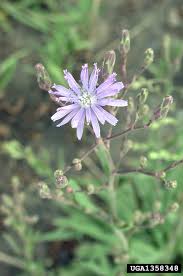 Attēlu rezultāti vaicājumam “Lactuca tatarica flower”