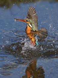 Image result for なんどでもしぬしぬ=