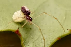 Attēlu rezultāti vaicājumam “Neottiura bimaculata female”