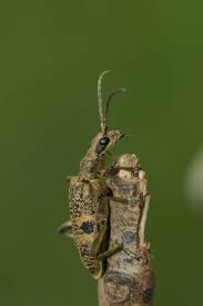 Attēlu rezultāti vaicājumam “Rhagium mordax”