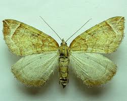 Attēlu rezultāti vaicājumam “Eulithis testata”