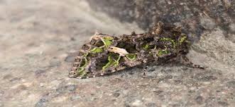 Attēlu rezultāti vaicājumam “Trachea atriplicis”