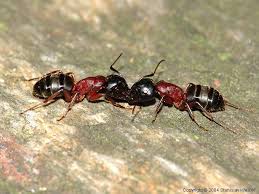 Attēlu rezultāti vaicājumam “Camponotus herculeanus”