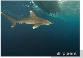 Image result for Carcharhinus longimanus