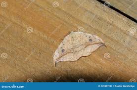 Attēlu rezultāti vaicājumam “Drepana falcataria”