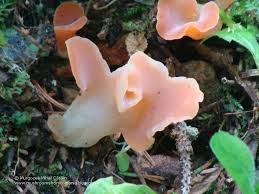 Attēlu rezultāti vaicājumam “Tremiscus helvelloides”