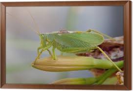 Attēlu rezultāti vaicājumam “Tettigonia cantans”