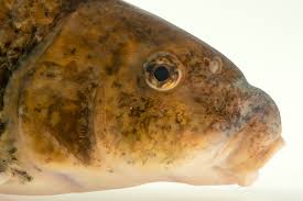 Image result for Minytrema melanops