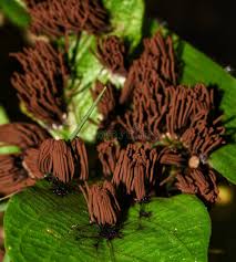 Attēlu rezultāti vaicājumam “Stemonitis splendens stalked”
