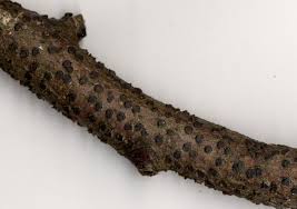 Attēlu rezultāti vaicājumam “Diatrype disciformis”