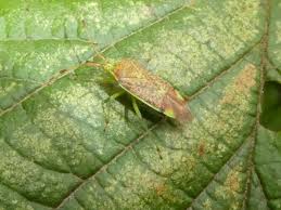 Attēlu rezultāti vaicājumam “Pantilius tunicatus”