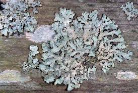 Attēlu rezultāti vaicājumam “Parmelia sulcata”