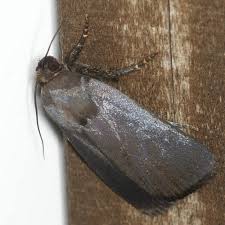 Attēlu rezultāti vaicājumam “Amphipyra livida”