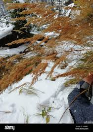 Attēlu rezultāti vaicājumam “Calamagrostis purpurea fruit”