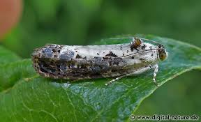 Attēlu rezultāti vaicājumam “Hedya salicella”