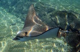 Image result for Aetobatus narinari