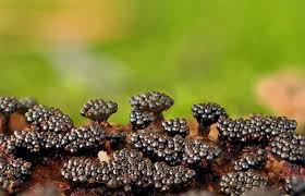 Attēlu rezultāti vaicājumam “Metatrichia vesparia”