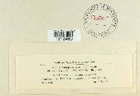 Attēlu rezultāti vaicājumam “Mycosphaerella ulmi”