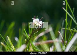 Attēlu rezultāti vaicājumam “Cardamine impatiens leaf”