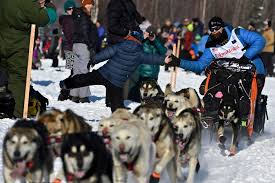 Image result for Team Ice Fire British Sled Dog Racing Team