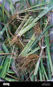 Attēlu rezultāti vaicājumam “Iris pseudacorus leaf”