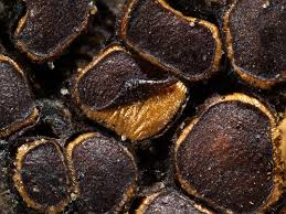 Attēlu rezultāti vaicājumam “Perichaena corticalis”