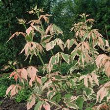 Attēlu rezultāti vaicājumam “Acer negundo leaf”