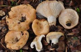 Attēlu rezultāti vaicājumam “Lactarius”