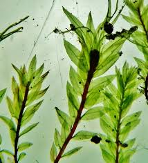 Attēlu rezultāti vaicājumam “Pohlia cruda”