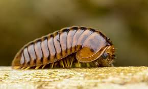 Attēlu rezultāti vaicājumam “Diplopoda”