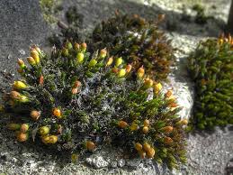 Attēlu rezultāti vaicājumam “Orthotrichum cupulatum var. riparium”