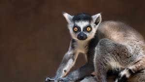 lemur ile ilgili görsel sonucu
