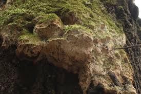 Attēlu rezultāti vaicājumam “Oxyporus corticola”