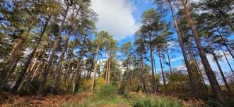 Image result for Guildford Orienteers